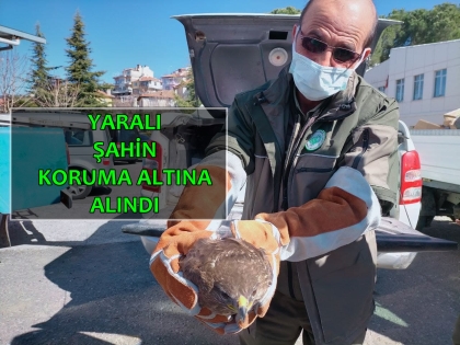 YARALI ŞAHİN TEDAVİ ALTINA ALINDI