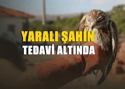 YARALI BULUNAN ŞAHİN TEDAVİ ALTINA ALINDI