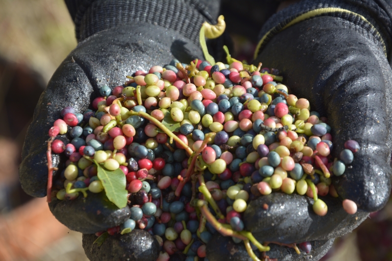 ŞİFALI ÇİTLEMBİK BİTKİSİ